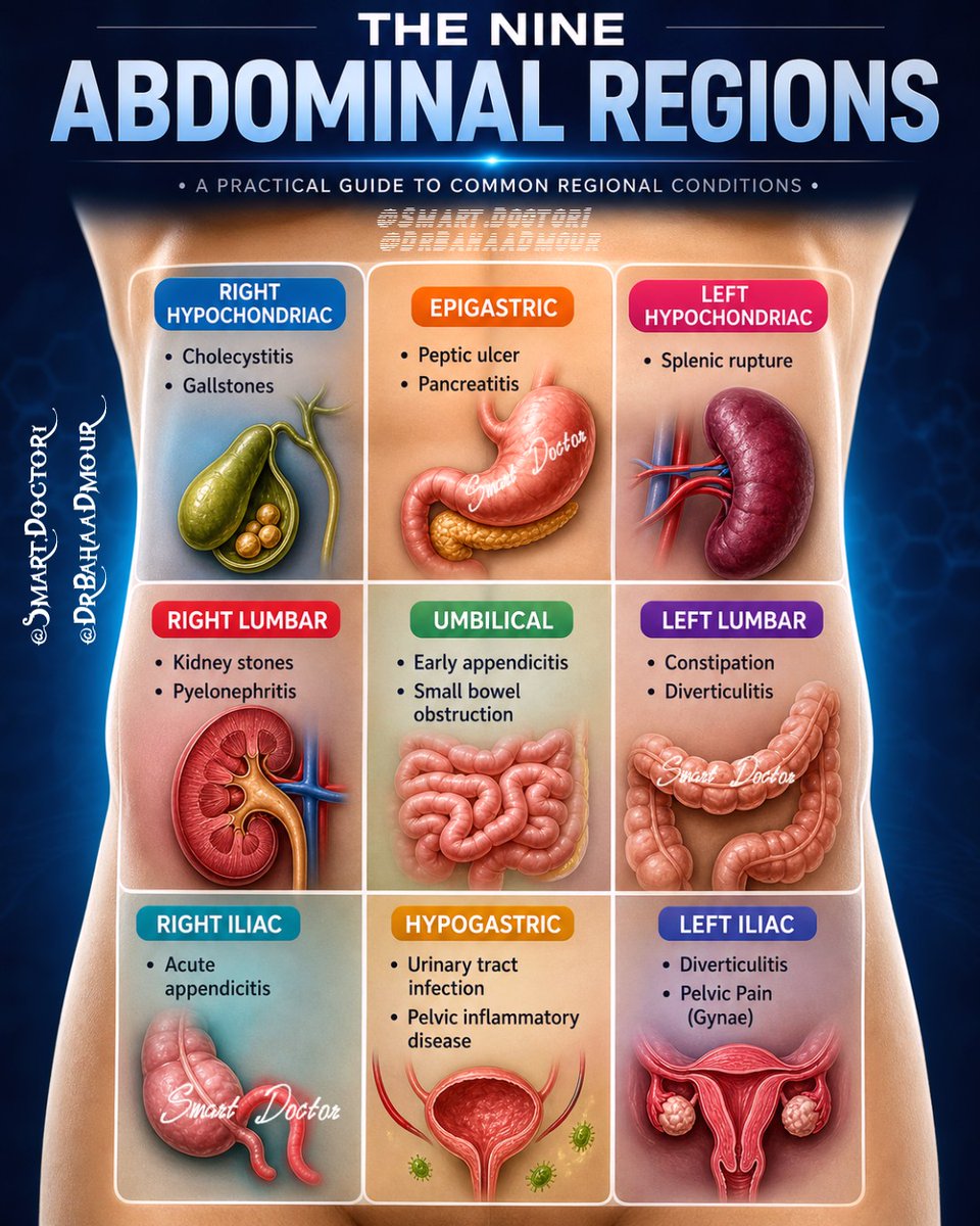 Smart1Doctor1's tweet image. @DrBahaaDmour The nine abdominal regions help turn “stomach pain” into focused clinical clues by linking pain location and pain migration to the organs underneath. 🩺 #AbdominalRegions #AbdominalPain #MedicalEducation #DrBahaaDmour #Smartdoctor1