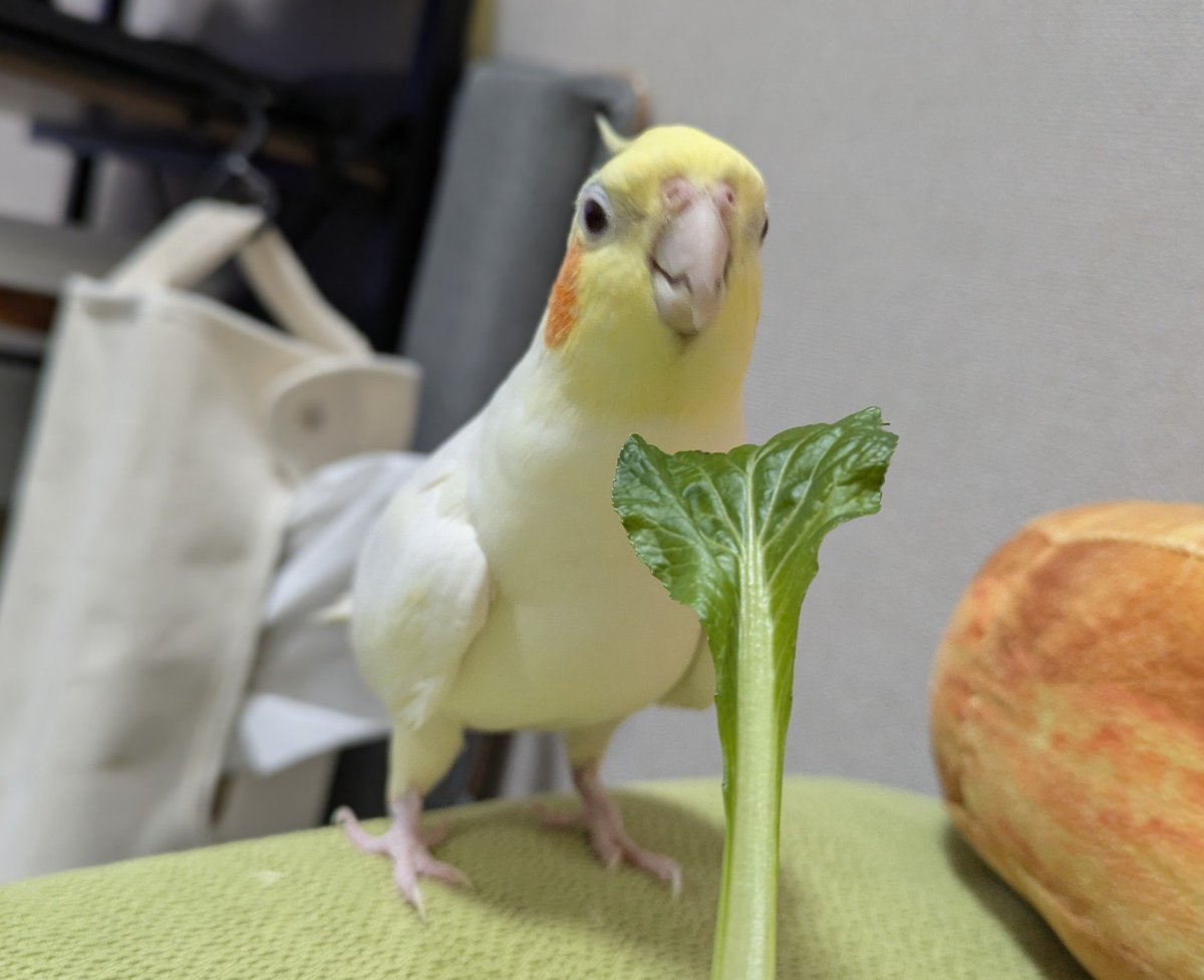 bambi@モフ子 tweet media