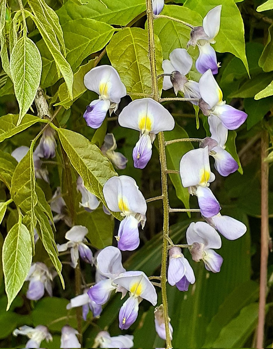 田植え 𐤔ꪝ𐤔ꪝ𐤔ꪝ 山に 自然の藤の花 咲いてた🎶 #皐月