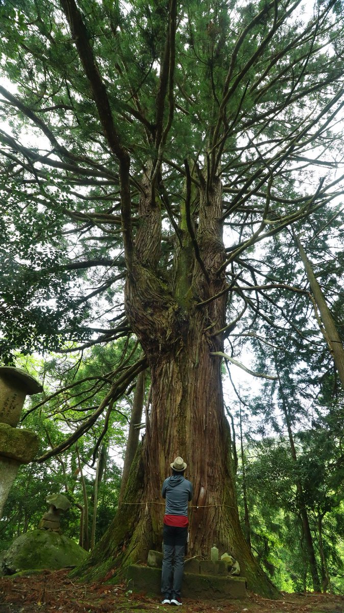 asianticjp's tweet photo. 邑南町の巨木・巨樹
小掛谷の大元杉
樹齢は約３００年以上らしい…
地元で大切に祀られているご神木

朝一番にエネルギーを注入して
邑南町のパワースポット巡り https://t.co/IAaTy2LvVN