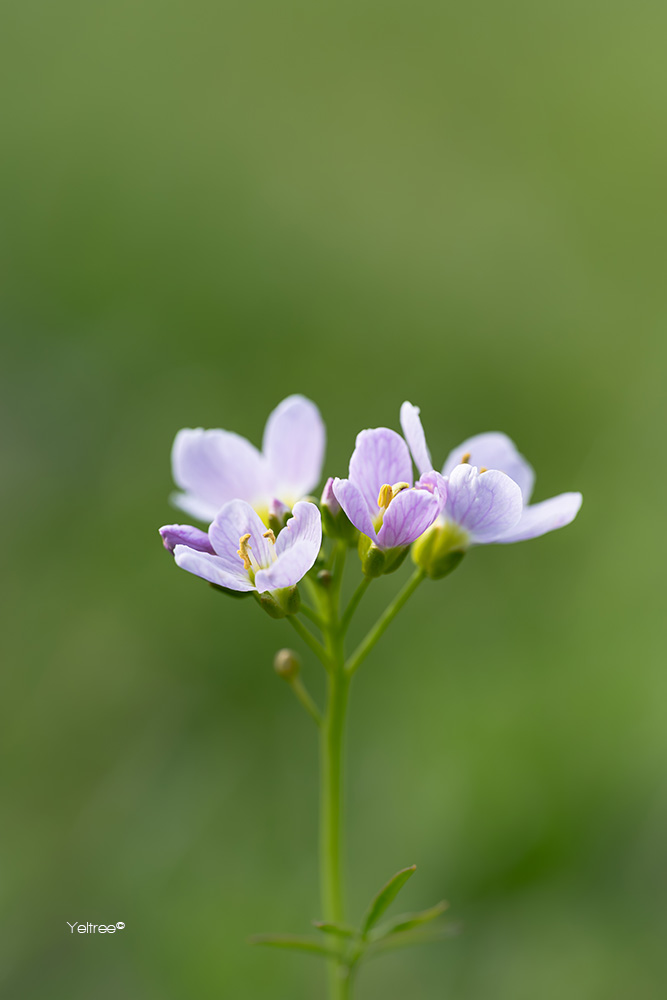 Yeltree's tweet photo. A tiny little flower, captured with a borrowed NIKKOR Z MC 105mm f/2.8 VR S. What a gorgeous lens, it’s going straight on my wishlist 😜 https://t.co/GIRkkZXRnc