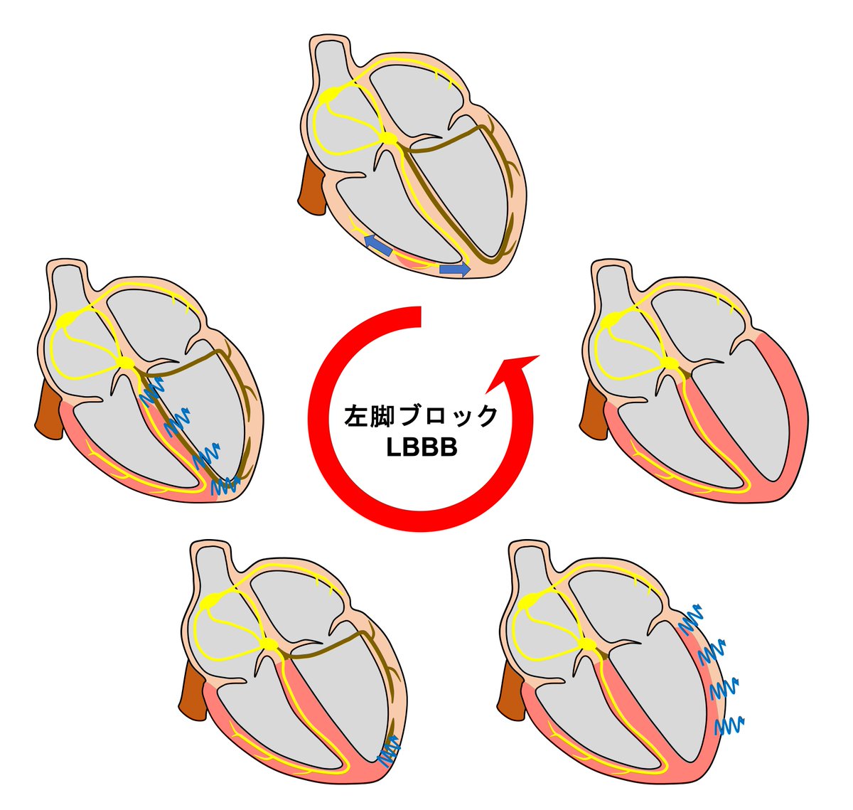 心電図.com tweet media