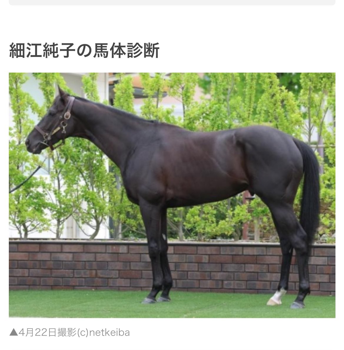 mmndyrs's tweet photo. 馬って鼻広げるとツノみたいになるんか
ハッシュタグ細江純子 https://t.co/MhP7eUGBxZ