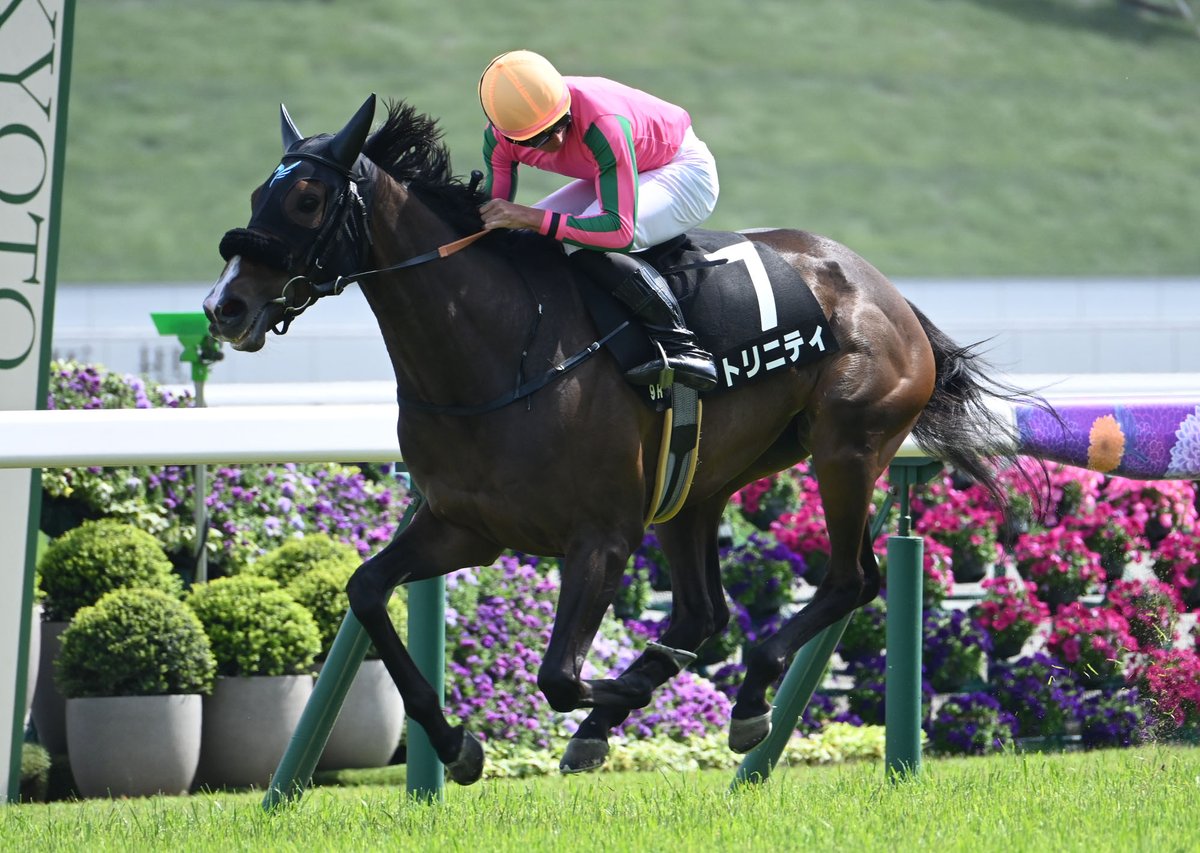 netkeiba's tweet photo. 【土曜 京都】
9R 矢車賞 3歳1勝
#トリニティ
#岩田望来
父サートゥルナーリア
母ヌーヴォレコルト
半姉イングランドアイズ

10R 京極特別 4歳上2勝
#クアトロジャック
#吉村誠之助
父マジェスティックウォリアー
母ハマナス
月舘範行オーナーはJRA特別初勝利 https://t.co/AWUYow0l47