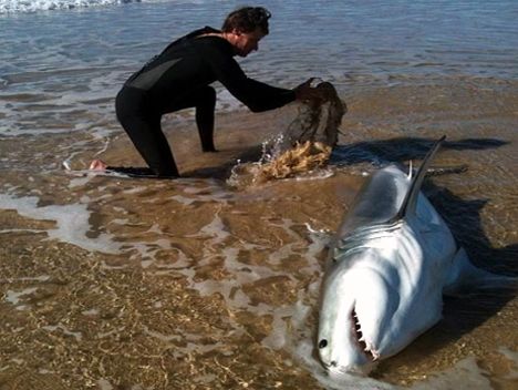 Shark tweet media