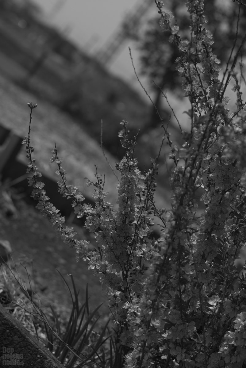 昼散歩-788 #Leica #SILKYPIX #photography