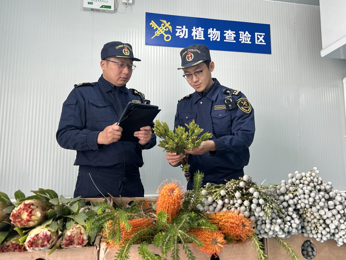 touch_beijing's tweet image. #Beijing received its first batch of #goods imported from #Africa under #China’s new zero-#tariff policy which covers 53 African countries. 7,100 fresh cut #flowers from #SouthAfrica cleared customs in Beijing Capital International #Airport on May 2. #TradePlan #tradeing #floral