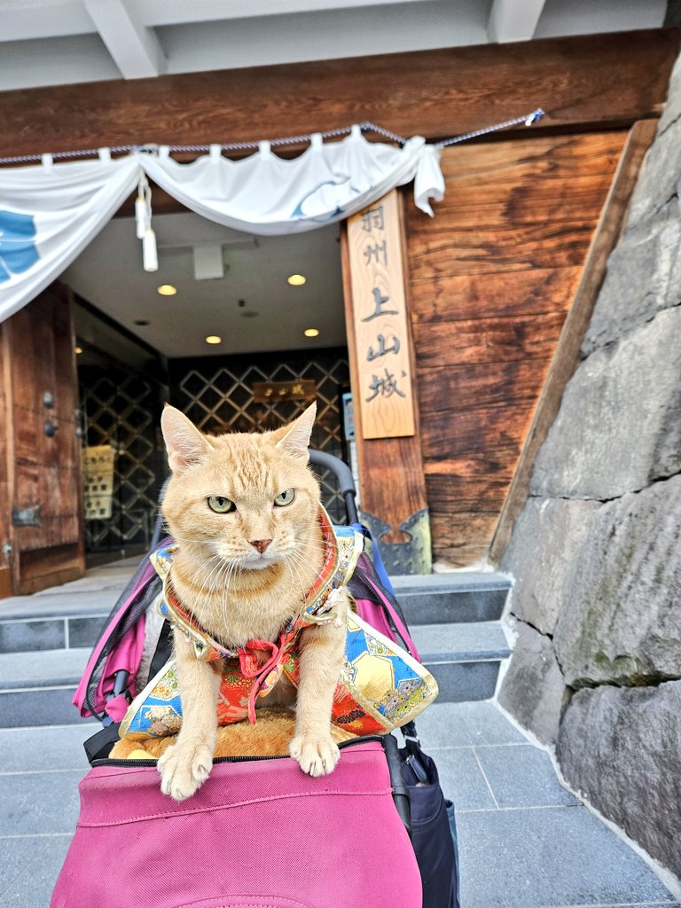 虎之助と虎太郎 tweet media