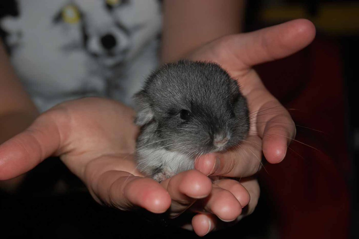Chinchilla Every Hour (and a half) tweet media