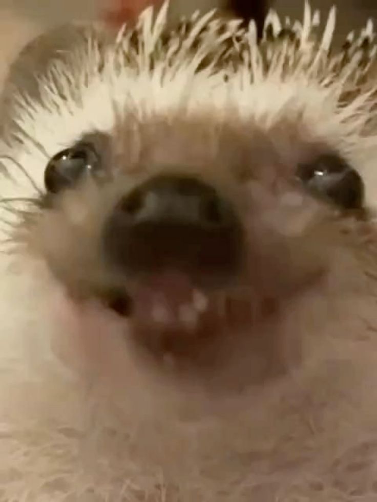 hedgehog tweet media