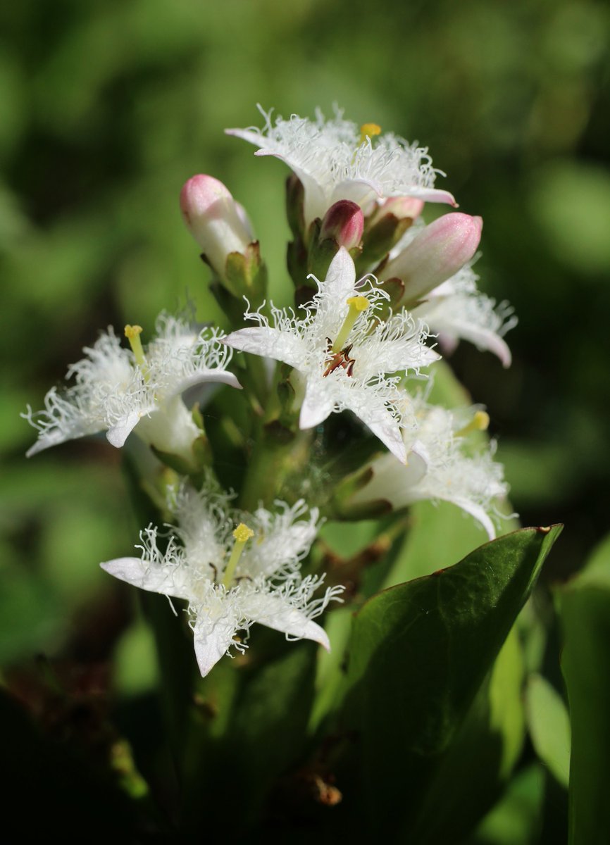 National Plant Monitoring Scheme tweet media