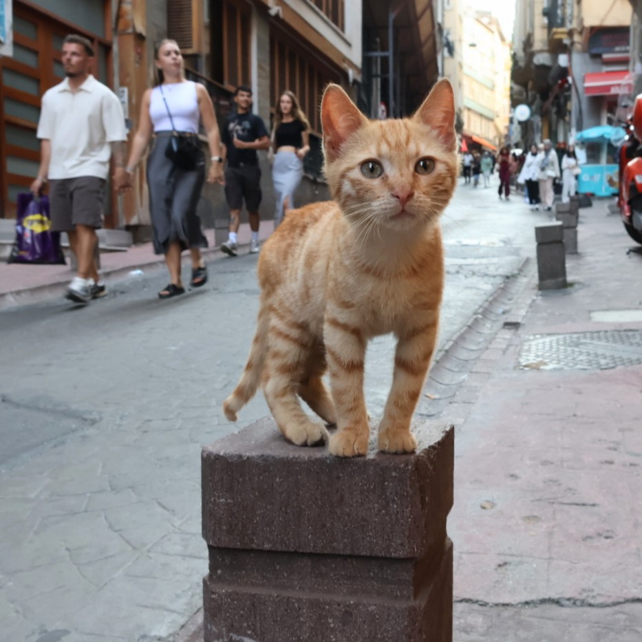 kiyotakaiwai's tweet photo. トルコ・イスタンブールの猫😺
A cat in Istanbul, Turkey
#猫 #ネコ #ねこ #ねこ部 #猫写真 #ネコ写真 #野良猫 #猫のいる風景 #猫好きさんと繋がりたい #トルコ #イスタンブール #イスタンブールの猫 #海外の猫 #海外猫 #貓  #cat #cats #straycat #istanbul #catsofistanbul #catphoto https://t.co/hONbNj2ykX