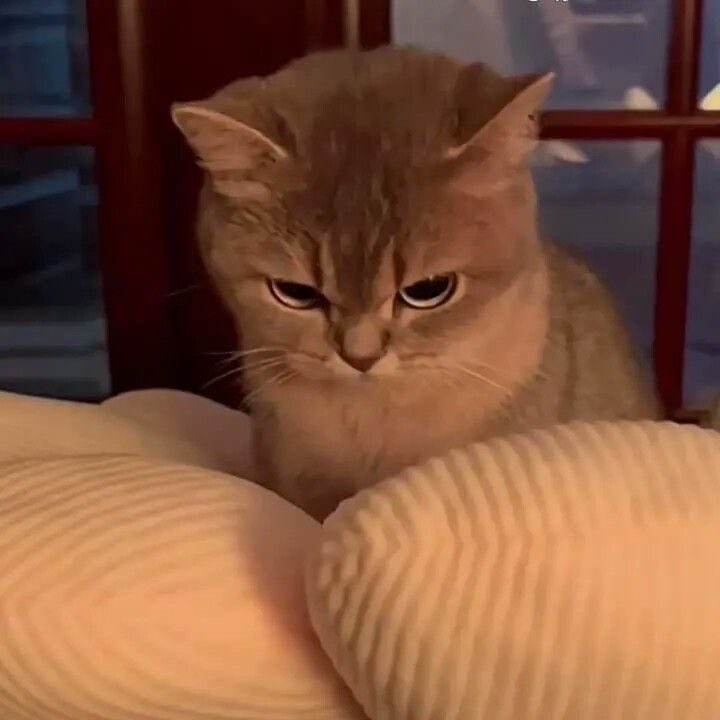 won 🐈 tweet media