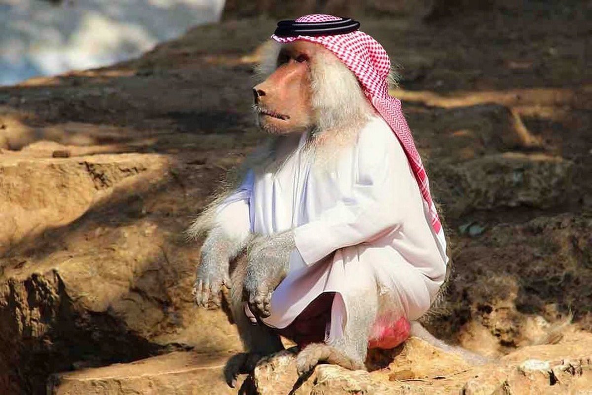 تعوسي tweet media