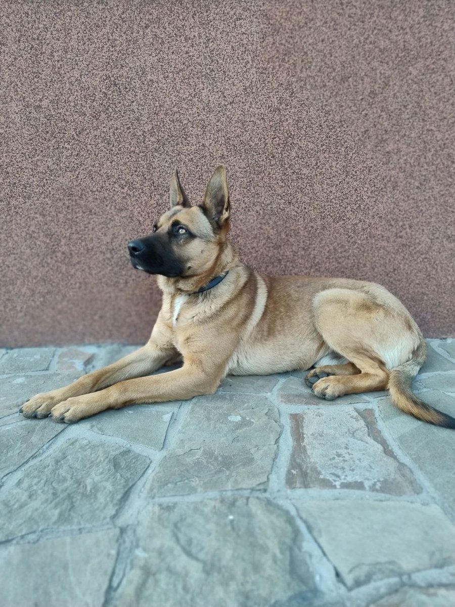 #Дніпро ще один загублений песик. 
Прибився ось такий хлопчик, величенький, в синьому нашийнику. Дуже контактний, не агресивний, але трохи дезорієнтований. Також щось з лапкою, трохи прихрамує. Поки забрали, шукаємо його батьків.
Для зв'язку: 093 075 55 37