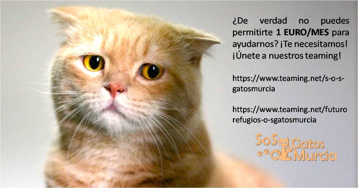 S.O.S. Gatos Murcia tweet media