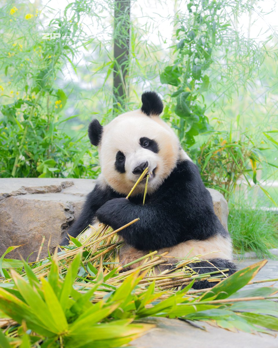 fubao_zip's tweet photo. https://t.co/W53pWOOFRA