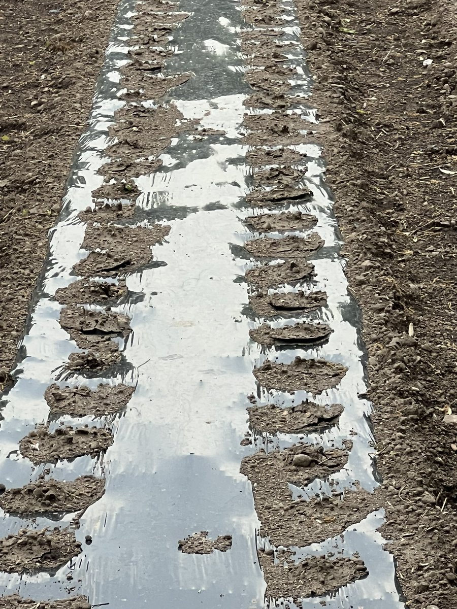 やっぱり先日の豪雨で播種した後にかけた土が締まってフタになってる
