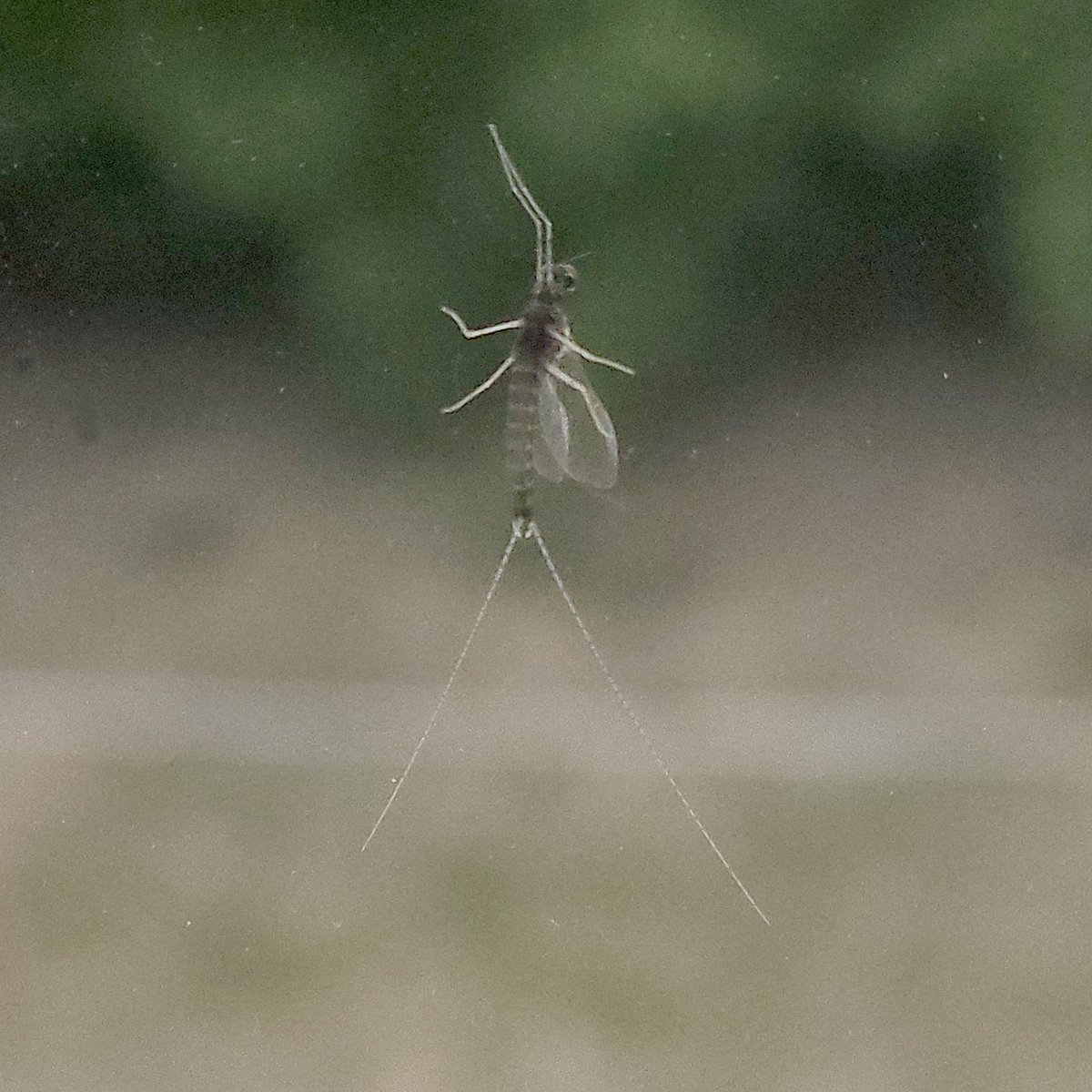 framboise314's tweet photo. L'Éphémère : un champion de la patience ! 🦋 2 ans de vie larvaire sous l'eau pour seulement quelques heures de vol. Rassurez-vous : il ne pique pas (pas de dard, pas de bouche !). 📏 Taille : 10-30 mm. 💧 Témoin d'une eau de qualité.
La nature est fascinante. 🌿
#Macro #Insecte https://t.co/5sDRgfqQ96