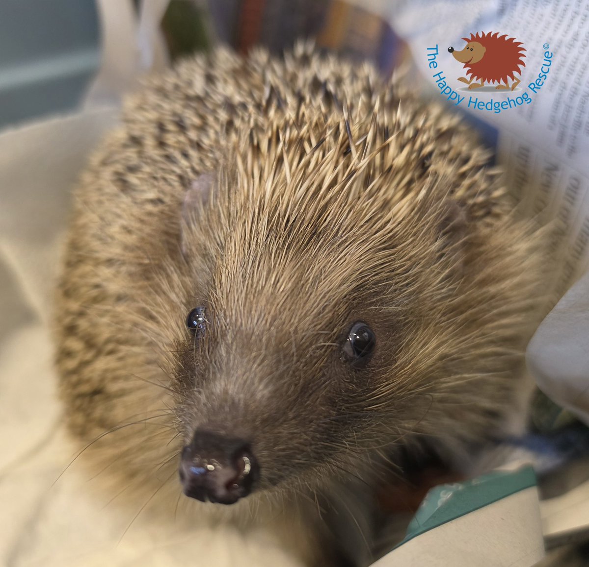 HappyHedgehog3's tweet image. I see you hooman!! Pic taken whilst cleaning cages #hedgehogawarenessweek #rescue #rehabilitation