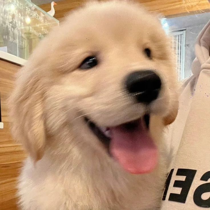 puppies video tweet media