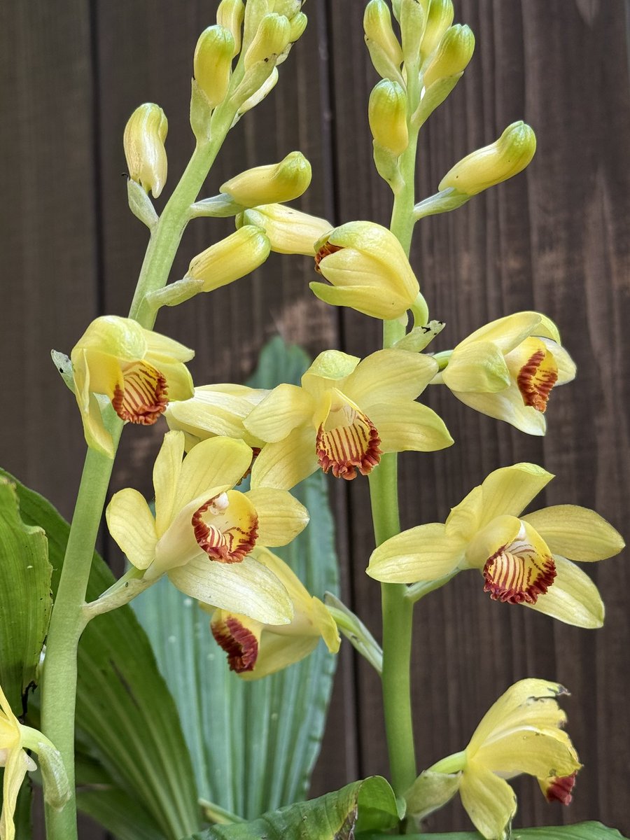 💃「蘭、咲きました」🛵 地植えのガンセキラン（岩石蘭）が開花しま