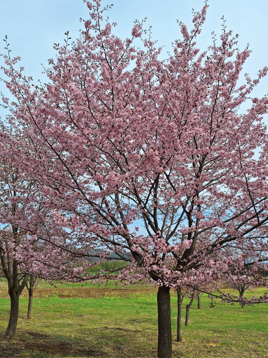 タイミングばっちり✌
満開でした🌸

#中札内村
#中札内桜六花公園
#桜満開🌸