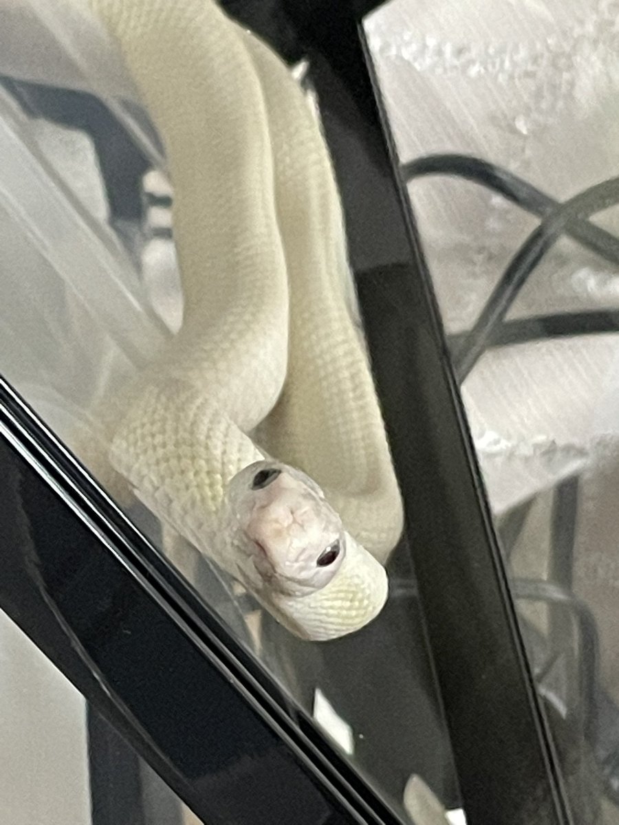 ぽ む も と 🐍🩵 tweet media