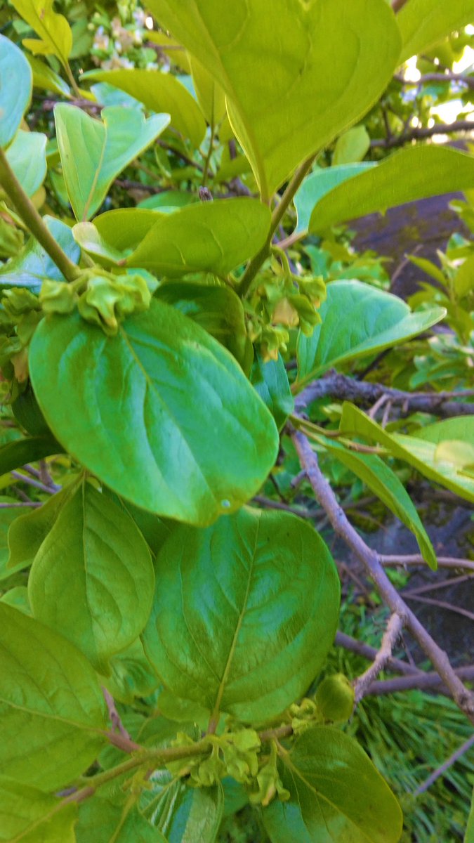 ガーデニング🏵️ヒデ 🏡花と樹木が大好き🪴庭を楽しく🏘️🌳 tweet media