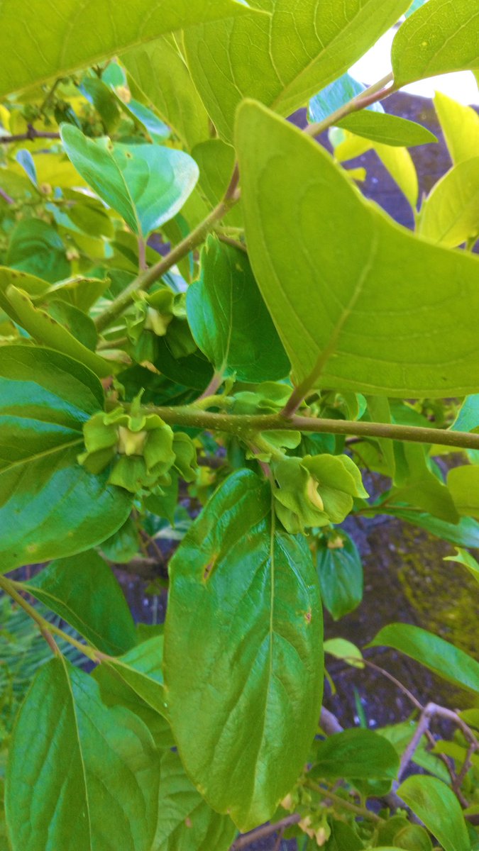 ガーデニング🏵️ヒデ 🏡花と樹木が大好き🪴庭を楽しく🏘️🌳 tweet media