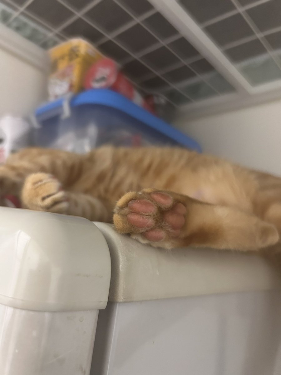 台湾の茶トラ猫🍊ゆず tweet media