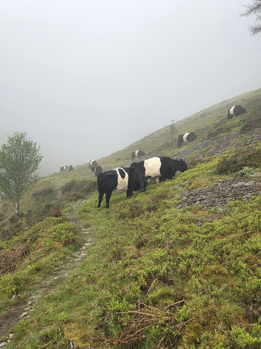 _Leesa_74's tweet image. Not much in the way of views yesterday morning on the fells but good to tick off another 4
Burnbank ⛰️
Blake Fell ⛰️
Gavel ⛰️
Hen Comb ⛰️
#Lakedistrict