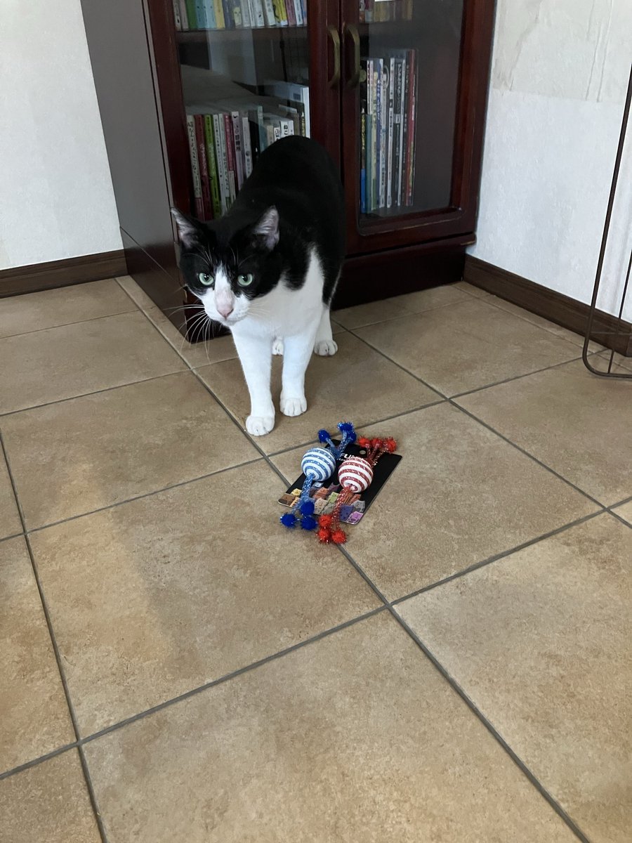 保護猫カフェ 猫の館ME◎人スタッフ tweet media
