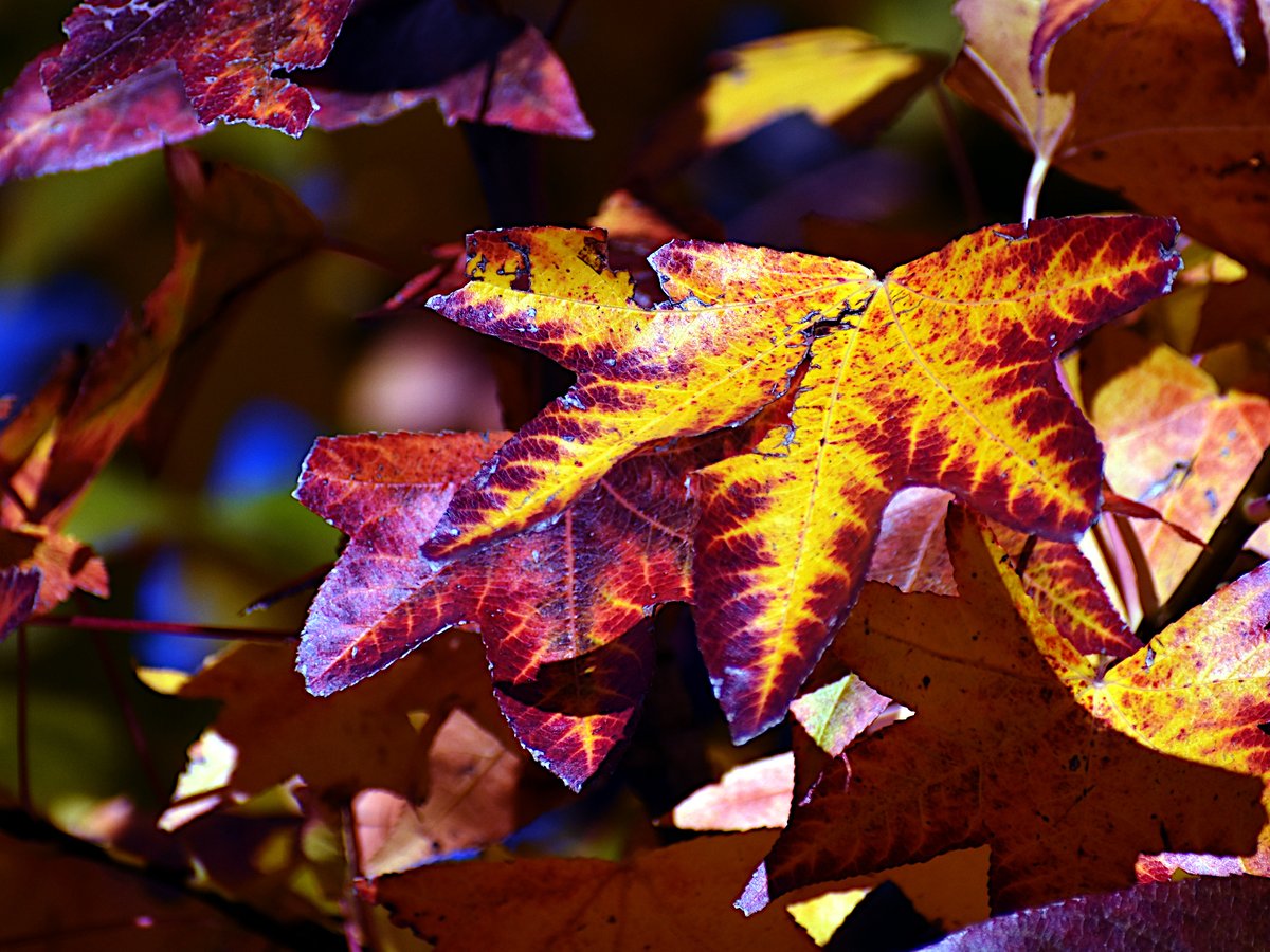 BrianvdSpuy's tweet image. Sunday morning walk around the block...

#southafrica #autumn #photos