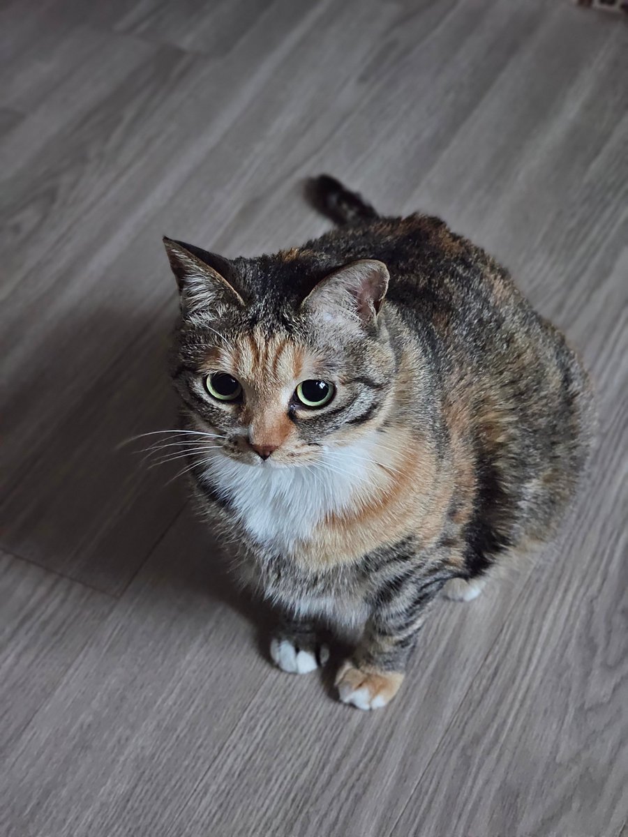꾸룩이는 오늘도 꾸룩해 🐾 tweet media