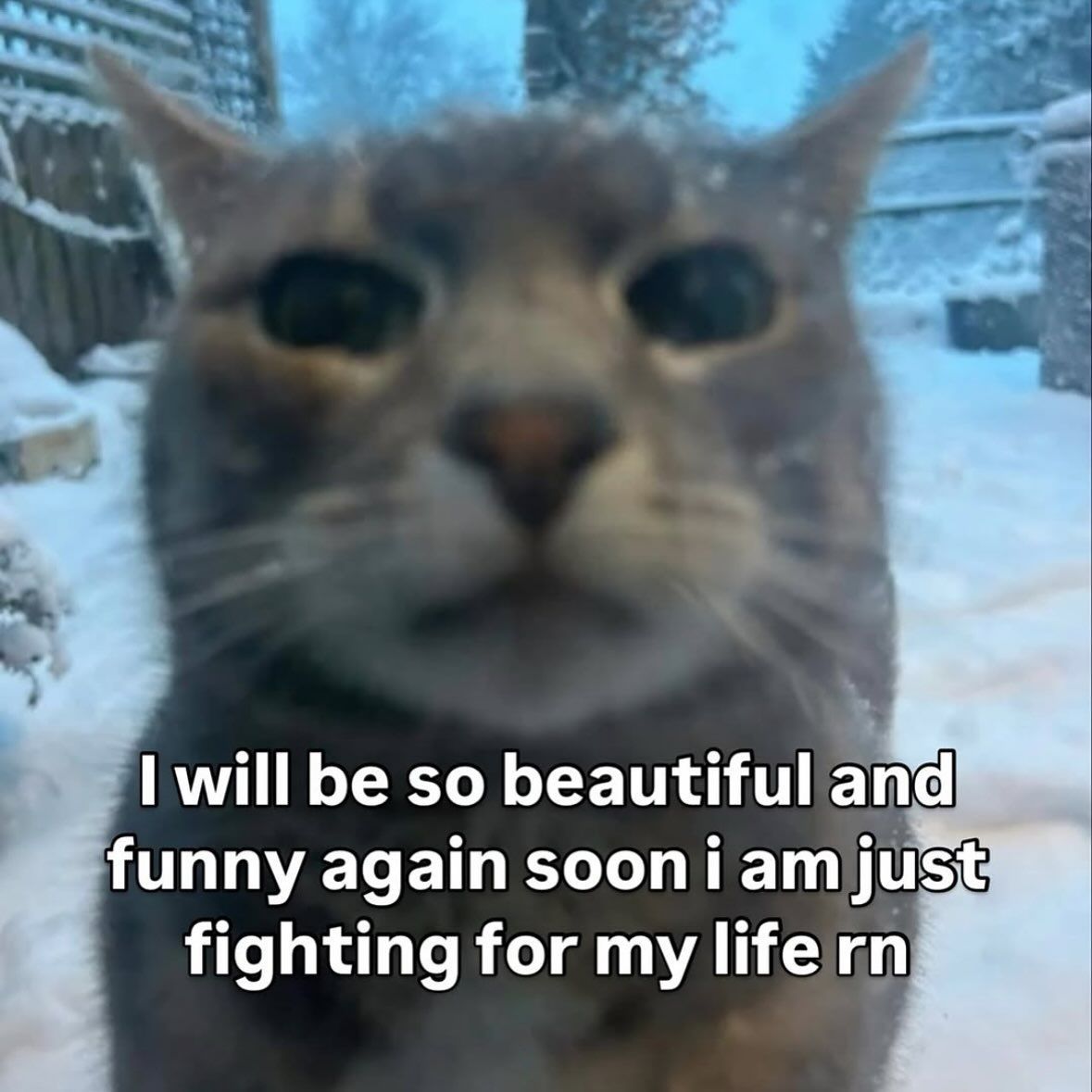 Cool Cat Society tweet media