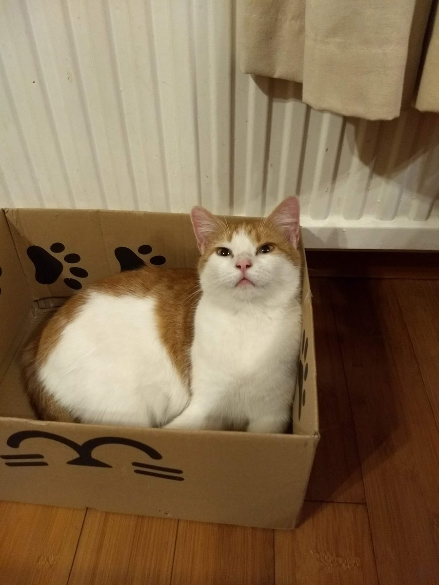 RupeeVon's tweet image. #SundayMorning #Cats #CatsOnTwitter #CatsOnX #CatsAreFamily 
Happy #CatBoxSunday,My Friend's.
Sending love from a rainy #Yorkshire.
Love RupeeXXX ❤️❤️❤️