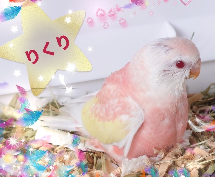 由@そら&りくりのカイヌチ tweet media