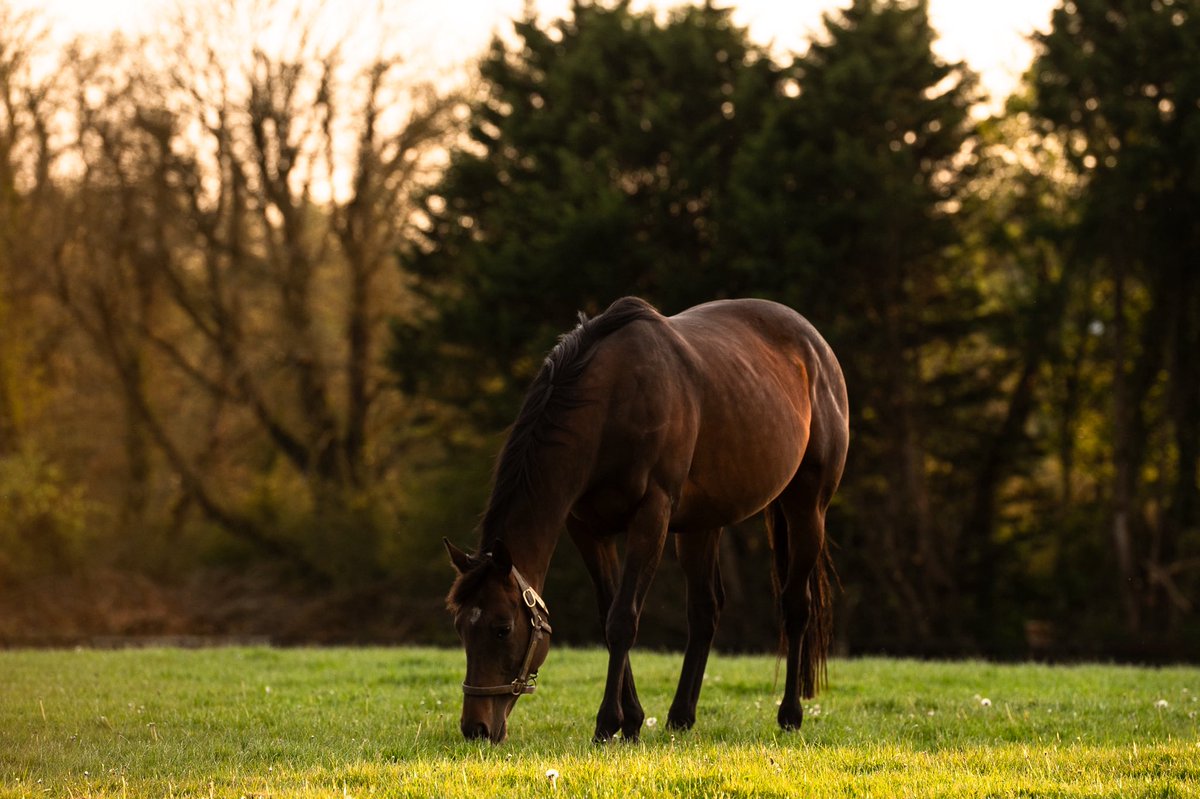 coolmorestud's tweet photo. 1,000 Guineas winner Mother Earth and her beautiful Justify colt, pictured in the evening sun @coolmorestud 🌍✨
 
#Coolmore #CoolmoreSires #HomeOfChampions https://t.co/7f3UmwZGpI