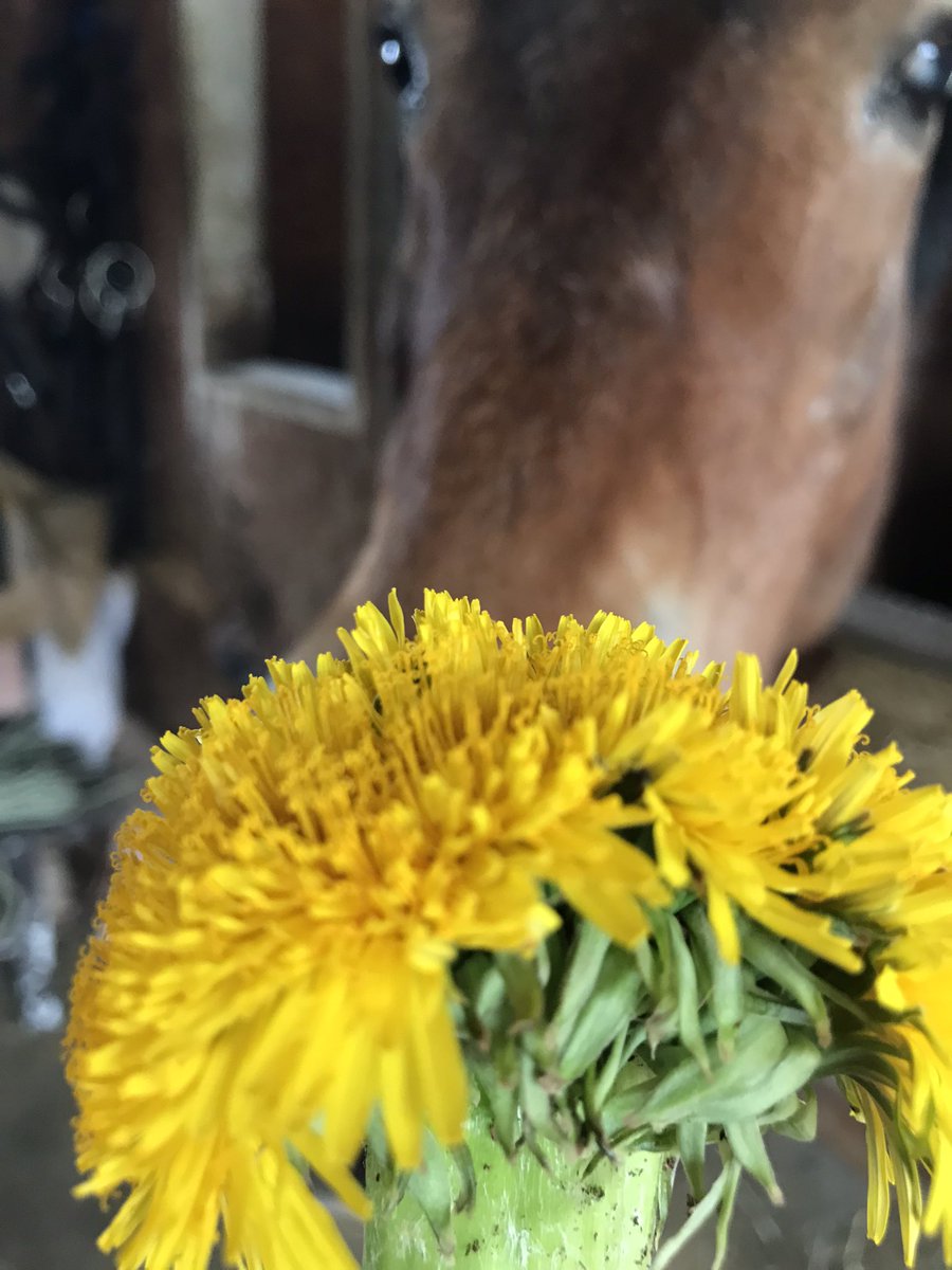 不思議なタンポポの花を見つけたので、お馬達にも見せてあげたよ(^^)爺