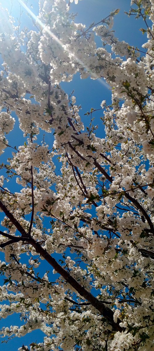 senanur_depe's tweet photo. Baharda nasıl ki yeryüzünü diriltiyorsa, kalplerimizide öyle diriltsin Rabbim. 🍃 https://t.co/JZ6EviJ38y