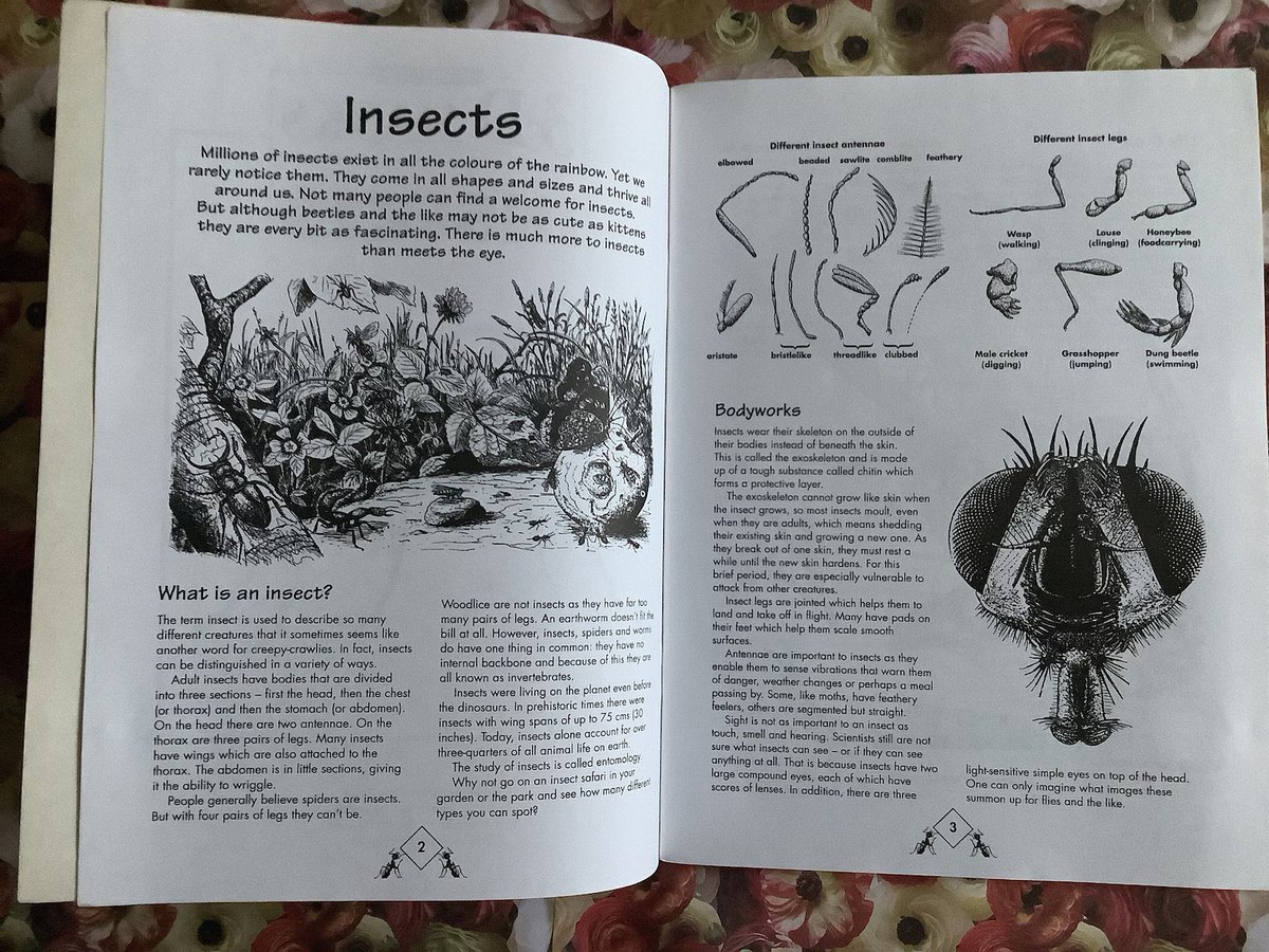 WatsonsVintage's tweet image. This is such fun! RARE Vintage 1995 '3-D Masks - Insects' Book in Paperback - Four Easy-to-make Insect Masks - Educational Book - Fancy Dress Masks - Fun Gift etsy.me/4tdgTYD via @Etsy #VintageBooks #MaskMaking #Insects #HomeSchooling #FancyDress #UnusualGift