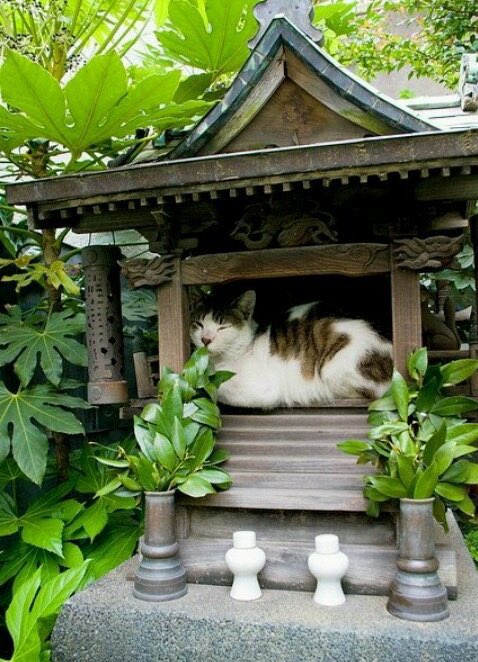 犬 tweet media