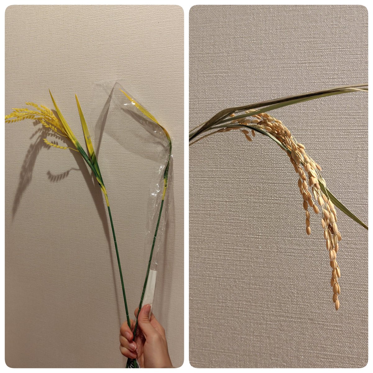 maro3co's tweet photo. 明日、年貢を納めに準備なう。久々に稲穂🌾🌾🌾🌾あるけど1本は葉っぱしかなくなってた。振り過ぎ注意⚠️
本物🌾もあるけどこれは即バラバラになっちゃうな😅
#秦基博 #レキシ
#GREENMINDEXPO https://t.co/ow6qTHNC2D