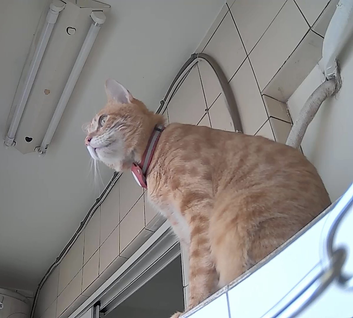 台湾の茶トラ猫🍊ゆず tweet media