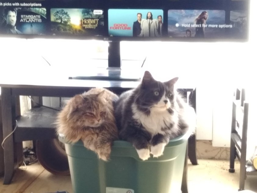 bambamellis's tweet image. it gunna be liddel bit longur til i comme bak mine frens,,, we dun are yard sale but mine daddy jus finded out him loozed hims job,,, an a dumster comming agen,,, an den der a big pile of roks comming,,, den a pile of wuds,,,! but i be bak sune,,, i lubs yous,,, #hedgewatch