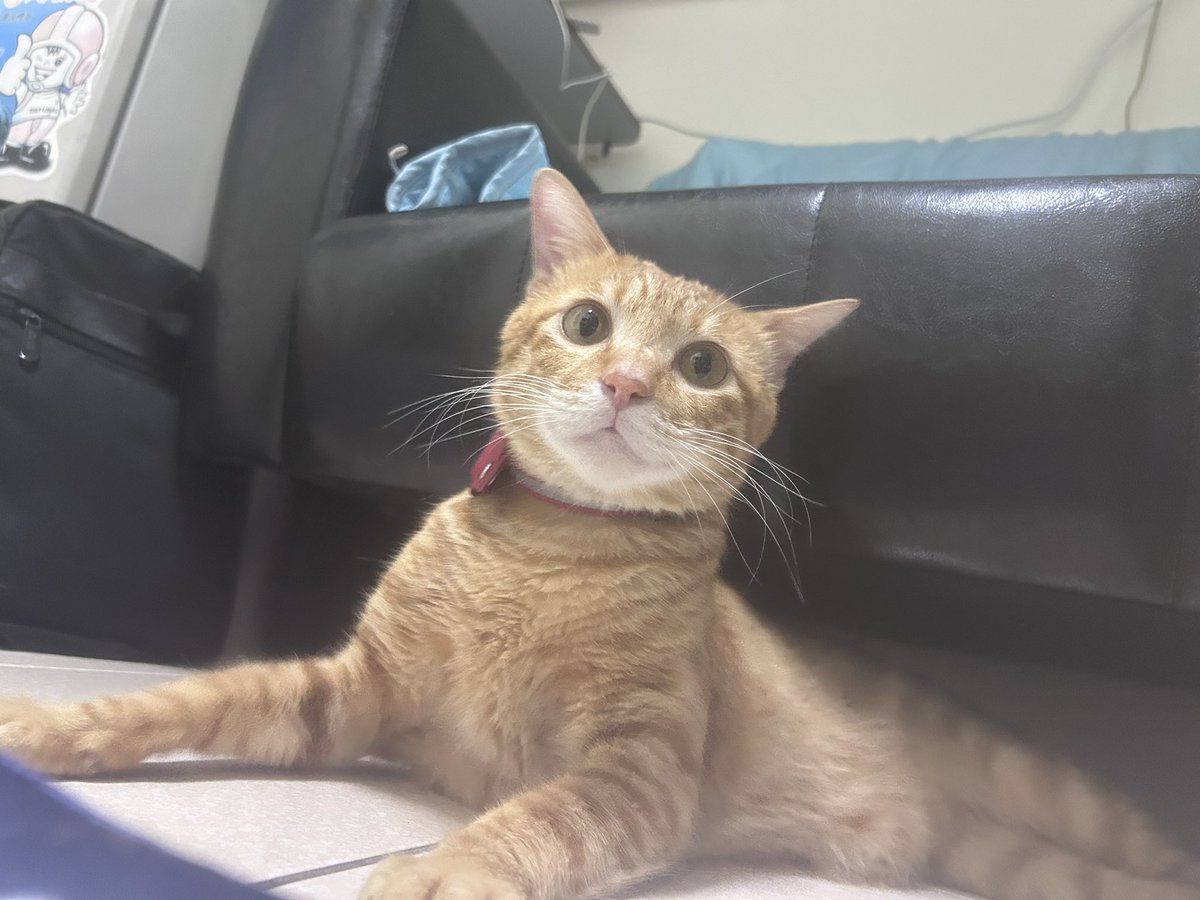 台湾の茶トラ猫🍊ゆず tweet media