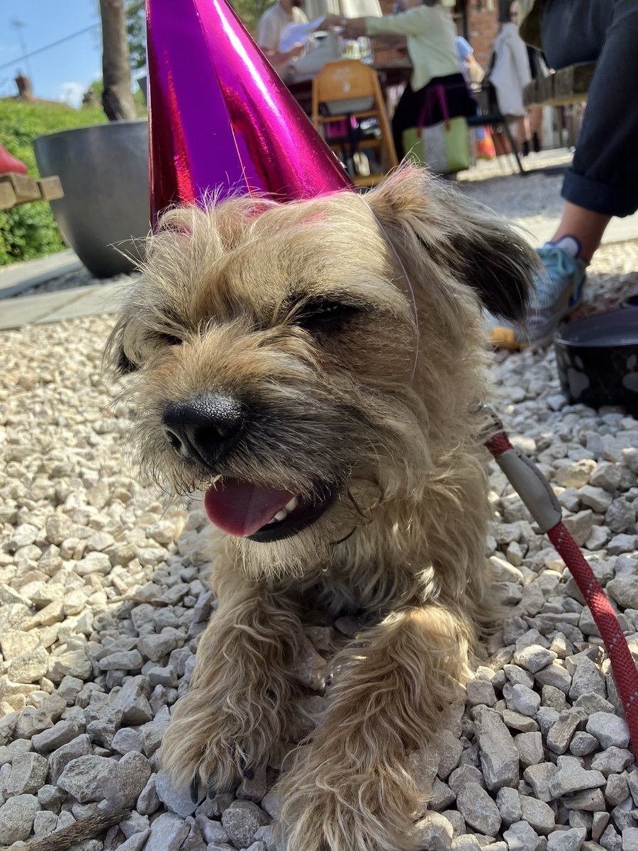 Sir Wilbur (CBE) 😊🐶 tweet media