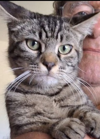Missing Animaux 81 tweet media