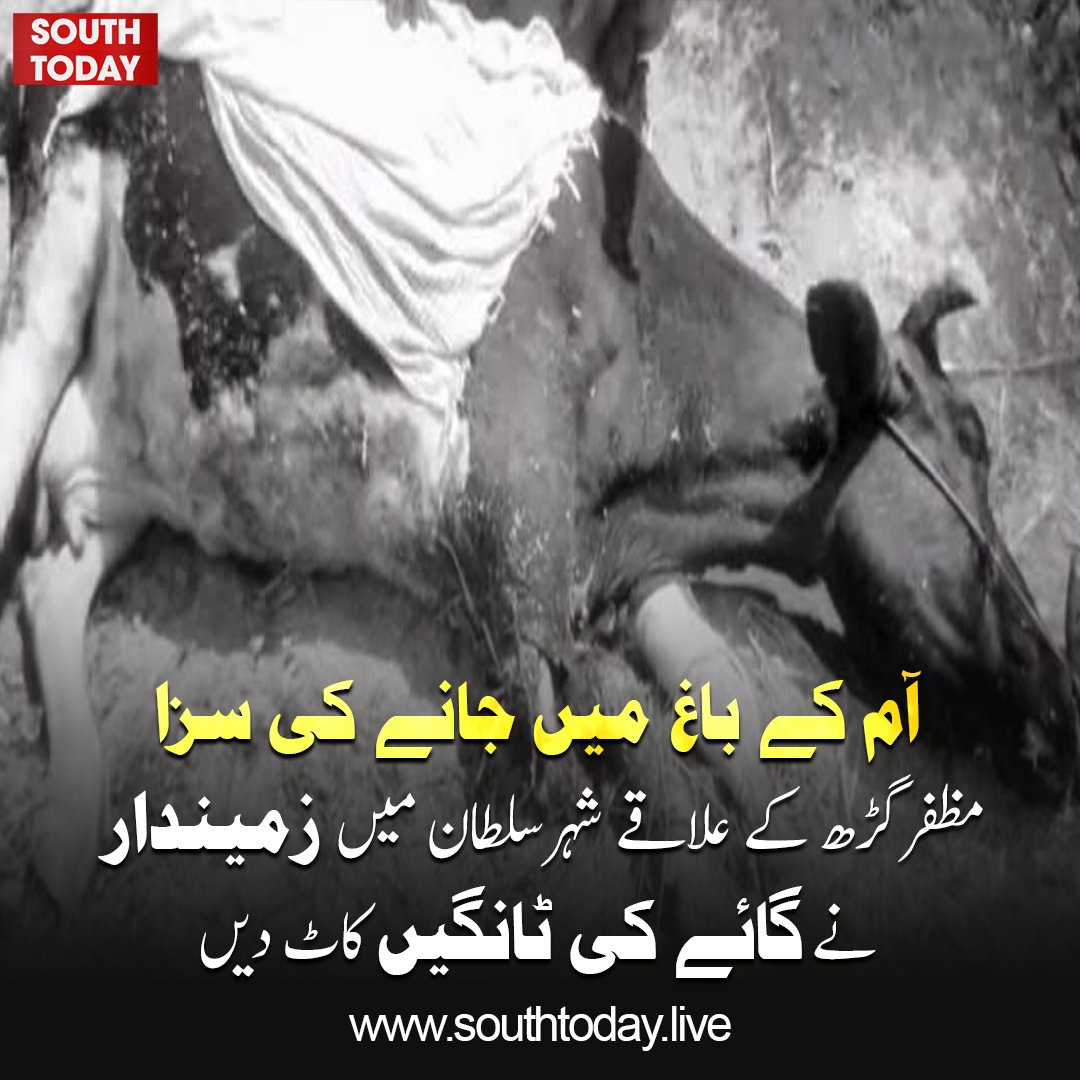 southtodaylive's tweet image. مظفرگڑھ کے علاقے شہر سلطان میں آم کے باغ میں گائے کے جانے پر سفاک زمیندار نے گائے کی ٹان گیں ک اٹ دیں۔۔۔ڈی پی او سید غضنفر علی شاہ کا نوٹس، زمیندار کو گرفتار کرلیا گیا۔

#BreakingNews #Muzaffargarh #AnimalCruelty #PakistanNews #PunjabPolice #CrimeNews #Justice #SouthPunjab